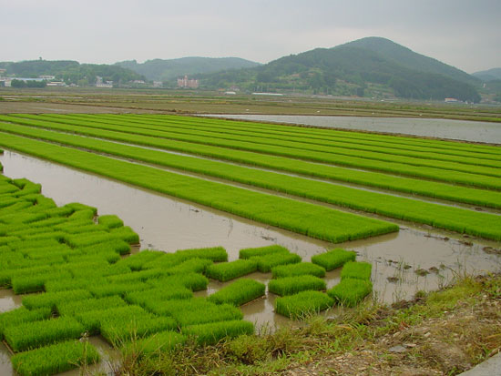 사천시 가뭄대비 집단못자리 설치