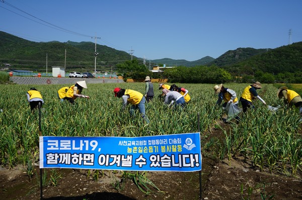 사천교육지원청 다솜회 회원들이 지역 마늘농가를 찾아 일손을 도왔다.(사진=사천교육청)