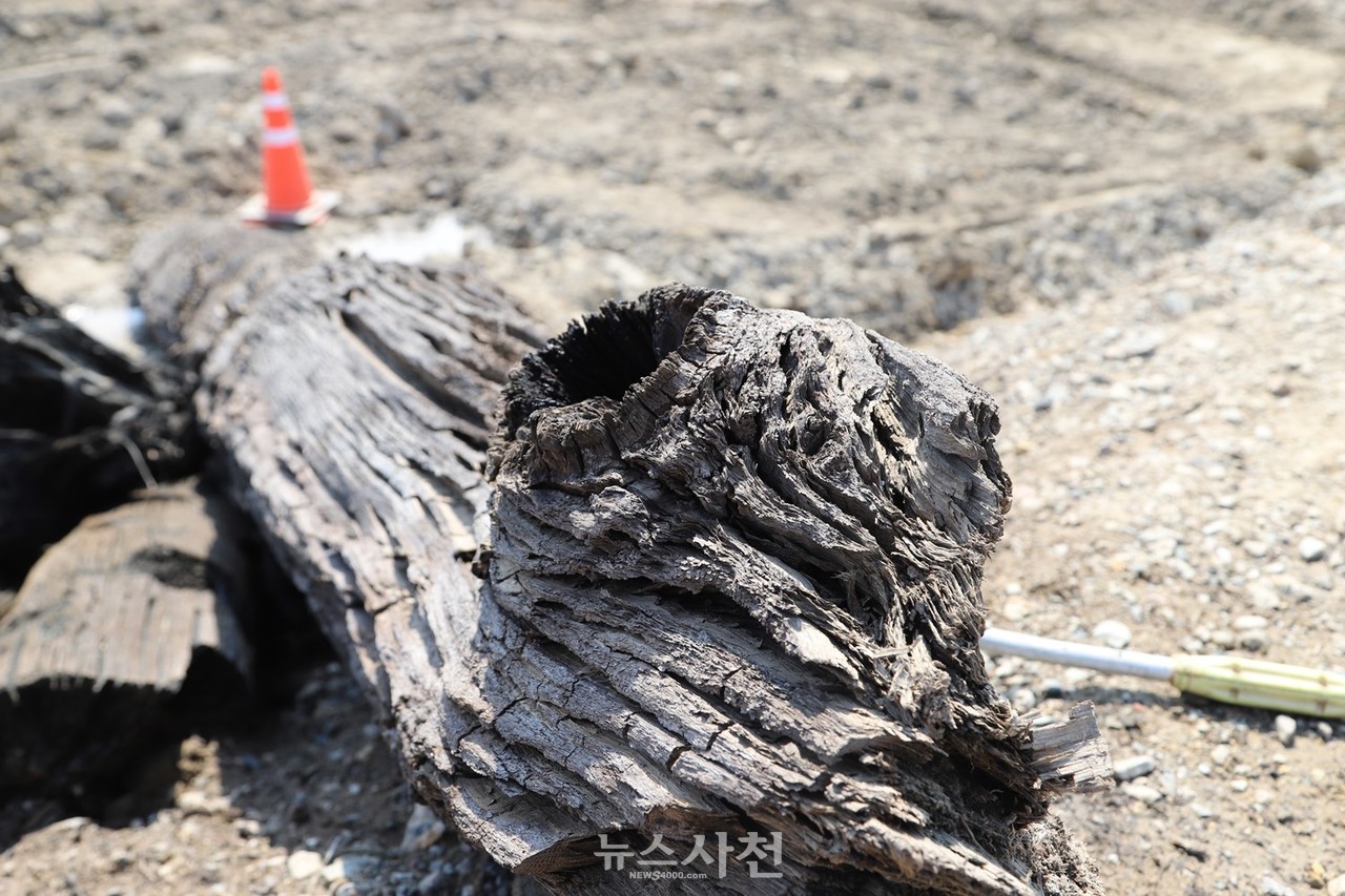 성방양수장 공사 현장에서 발견된 고목들이 탄소연대측정결과, 3~7세기쯤 묻혔던 것으로  드러났다.
