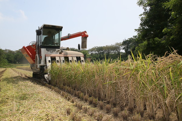 8월 21일 사천시 서포면 다평들녘에서 2020년 사천지역 첫 벼수확이 이뤄졌다.