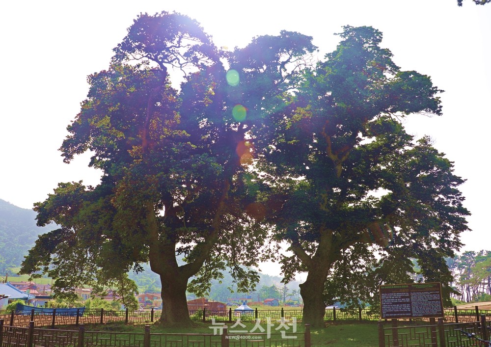 관매도 마실길을 가다보면 천연기념물로 지정된 후박나무 두 그루를 볼 수 있다. 