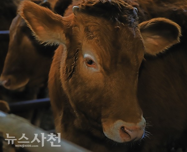 ※ 이 사진은 지명에 소가 들어가는 사남면 우천마을의 곽석도 씨 축사에서 촬영한 것입니다. (사진=강무성 기자)