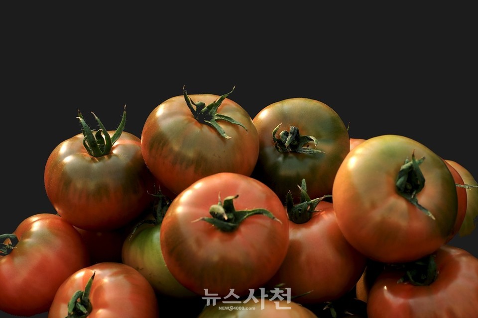 사천 지역의 환경에 적합한 신품종 '토마토4000'. 과실에 새겨진 띠가 선명하다.(사진=사천시농업기술센터)