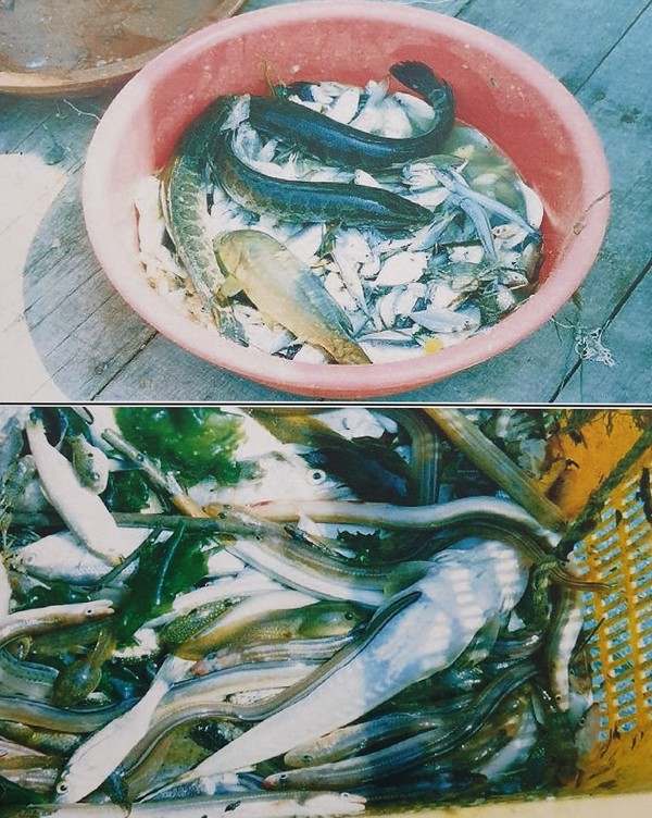태풍 '루사'(2002년)때 남강댐 방류로 인해 ​​​​​​​​​​​​​​​​​​​​​사천만 건강망에 포획된 민물고기(가물치와 향어).