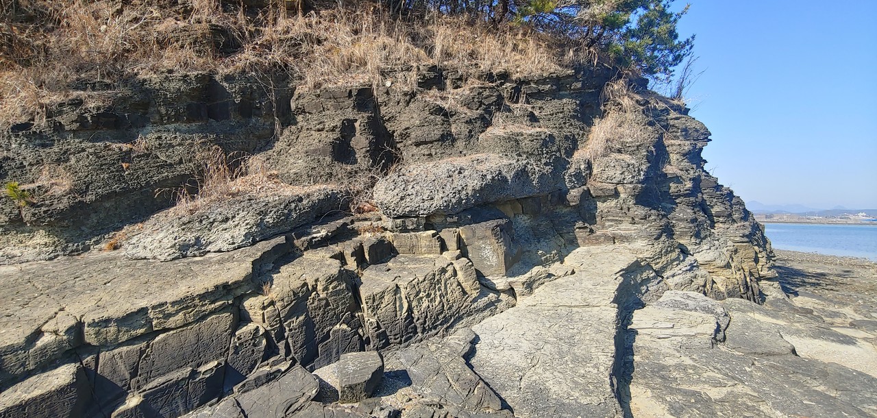 백악기 나뭇가지 피복체 화석이 군집으로 발견된 서포면 선전리 해안가.(사진=사천시)
