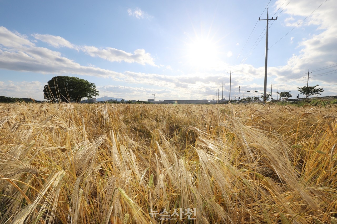 절기상 소만(小滿)이었던 지난 21일, 사남면 초전들녁에서 수확을 앞둔 보리가 바람에 흔들리고 있다.