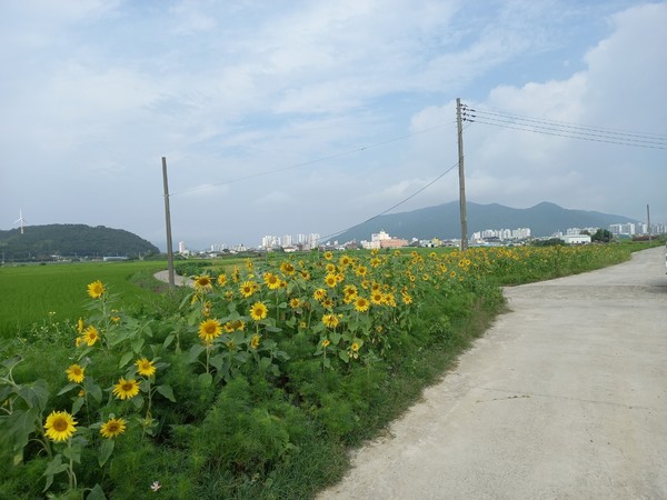 향촌동 봉남천변에 조성된 해바라기 꽃길.