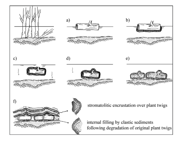 나뭇가지 피복체 화석이 생기는 과정 설명자료.