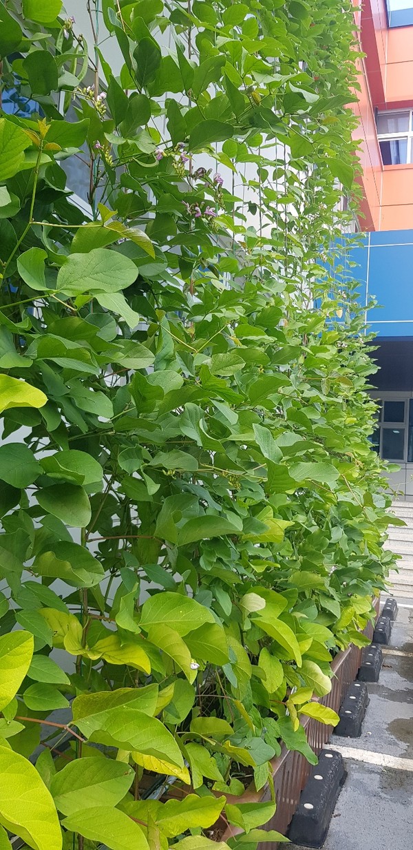 사천교육지원청 외벽에 설치된 녹색커튼이 유치원생들의 생태교육 장으로 활용되고 있다. 