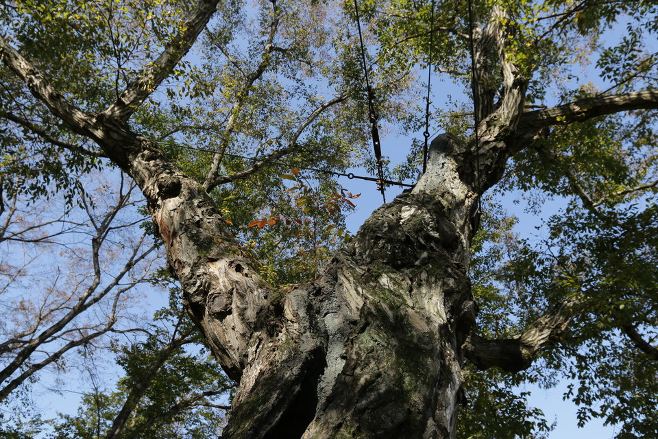 서어나무는 회색빛의 매끄러운 줄기에 의외의 근육질과 줄무늬 라인이 무척 매력적인 나무다. 일명 ‘근육나무’라 한다.