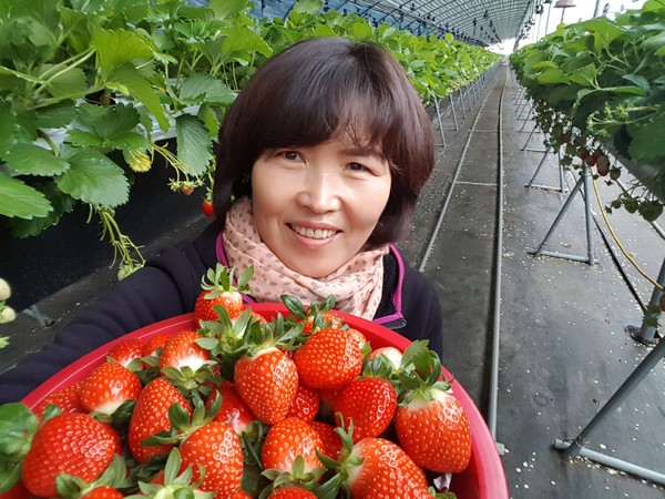용현면에서 딸기 농장을 운영하는 이현순 씨가 농림축산식품부 주관 ‘2021년도 신지식 농업인’에 선정됐다.