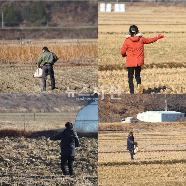사천남해하동환경운동연합 회원들이 광포만의 빈 논에 벼 알곡을 뿌리고 있다.