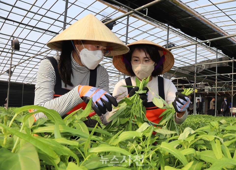 더불어민주당 이재명 대선 후보의 배우자인 김혜경 여사가 1월 26일 ‘사천아열대채소농장’을 방문해 공심채 수확을 도왔다.