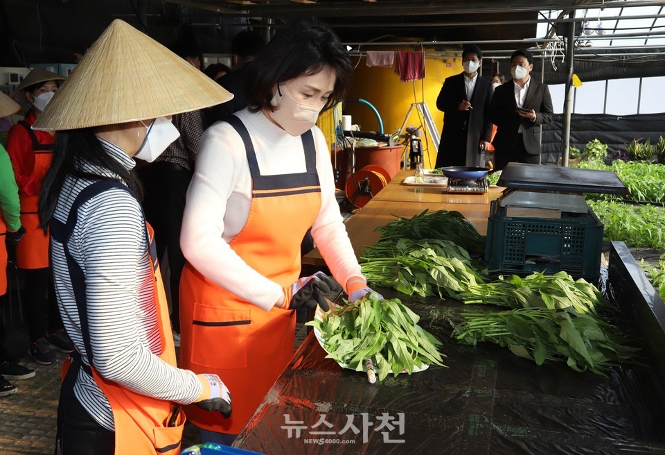 아열대 작물인 공심채 포장을 하고 있는 김혜경 여사. 