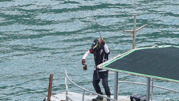 지난 7월 16일 문어잡이 배에서 한 낚시꾼이 문어를 잡아 올리는 모습.