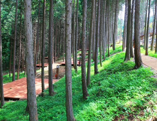 울창한 편백나무들의 향과 운치를 즐길 수 있는 ‘사천 케이블카 자연 휴양림’의 데크 야영장.