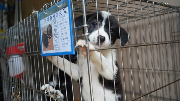 선구동 망산공원 인근에서 발견돼 사천시 임시 유기동물보호소에서 보호중인 강아지.