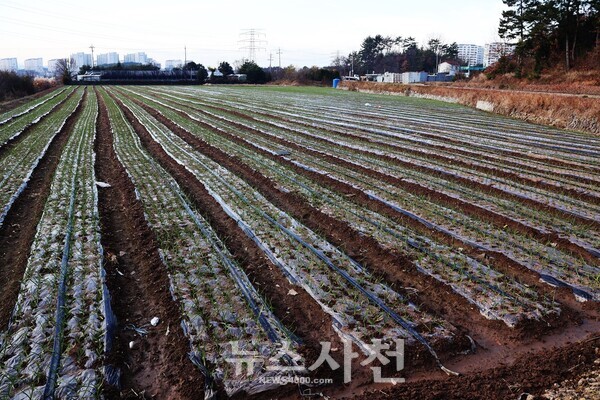 임철규 도의원이 참여한 농업회사법인이 사남면 화전리 일원에 구입한 농지. 최근 마늘을 심었다. 