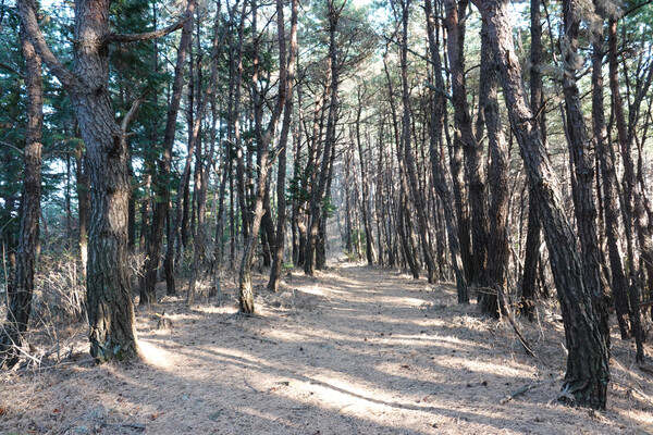 천년 고찰인 다솔사를 품은 봉명산 숲길이다. 울창한 소나무 숲 사이로 겨울이 만든 여백이 상쾌하다.