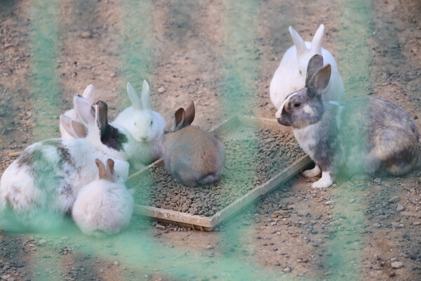 비토국민여가캠핑장에서 키우는 토끼들이 먹이를 먹고 있는 모습. 