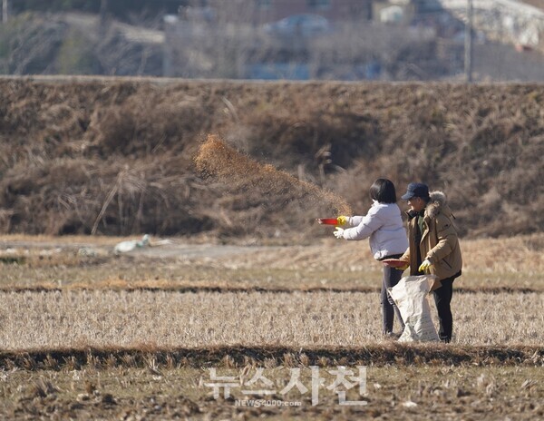사천환경운동연합 회원들이 1월 8일, 사천시 광포만(곤양·서포면) 일원에서 재두루미 먹이 주기 활동을 벌였다.