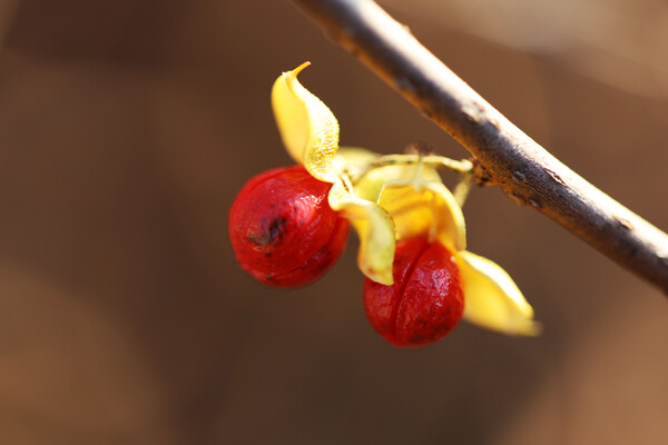 푼지나무 열매