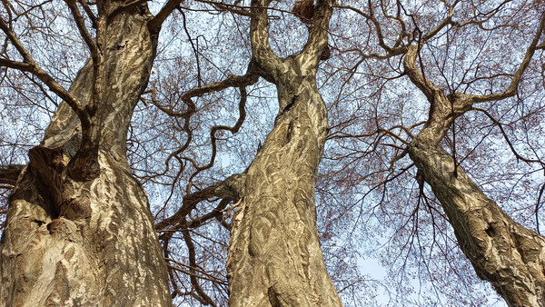 구암리 텃골에서 만난 ‘보물’ 개서어나무. 커다란 개서어나무를 정자목으로 만나기는 무척 귀한 일이다.