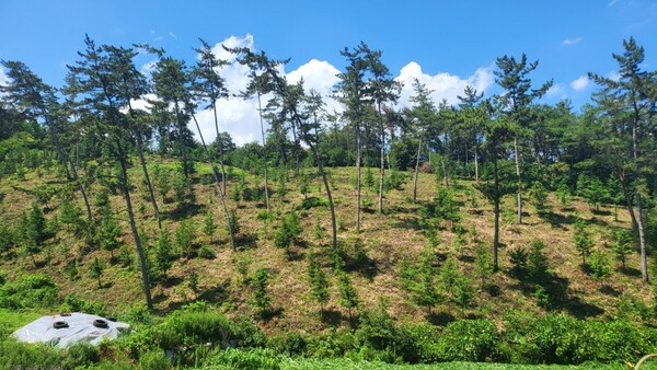 사천시가 ‘2023년 봄철 조림사업’을 본격 시작한다고 7일 밝혔다.
