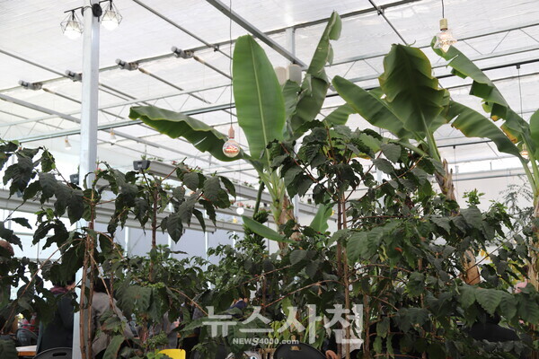 이곳에 바나나·커피·올리브·망고 같은 아열대성 나무와 식물들이 자리 잡고 있다.