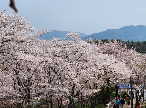 4월 1일 열린 선진리성 벚꽃축제에 상춘객들의 발길이 이어졌다.(사진=사천시)