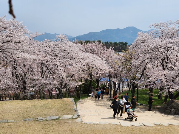 제4회 선진리성 벚꽃 축제