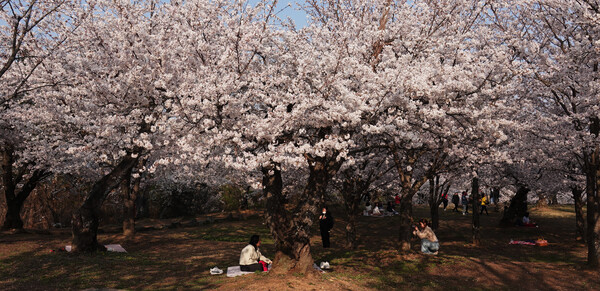 선진리성 안쪽 벚나무 아래에 자리를 깔고 앉아서 상춘을 즐기는 사람들이 서로에게 사진을 찍어 주기 바쁘다.