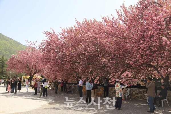 4월 12일 와룡산 청룡사는 평일임에도 만개한 겹벚꽃을 보러 온 관광객들로 크게 붐볐다.