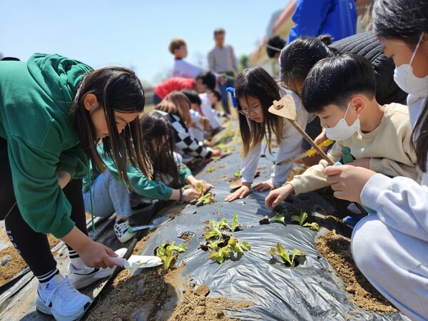 대성초등학교 학교 텃밭은 이번 모종 심기 주간을 시작으로 학생들이 직접 1년간 농작물을 재배‧수확한다. 사진은 3학년 학생들(사진=대성초등학교)