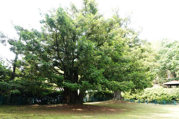 식물로서는 사천의 유일한 천연기념물인 곤양 성내리 비자나무. 곤양읍성 안 관아 터에서 300년 세월을 살아왔다.