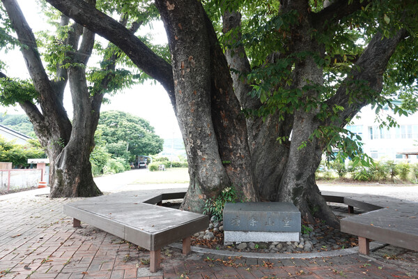 여덟 개의 나뭇가지로 힘차게 뻗어 올라간 이 느티나무가 무고마을의 당산나무이다.