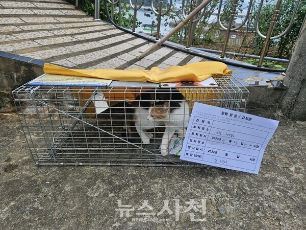 사천시농업기술센터(소장 권상현)가 신수도 지역의 길고양이 개체 수를 조절하기 위해 ‘길고양이 전문 포획단’을 운영한다.(사진=사천시)