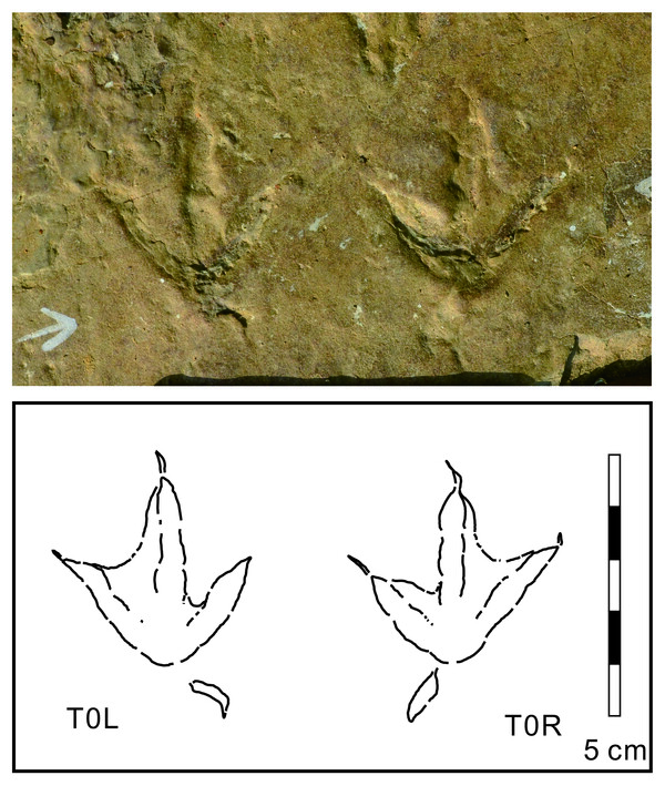 가장 오래된 서포 비토리의 물갈퀴 새 발자국 화석.