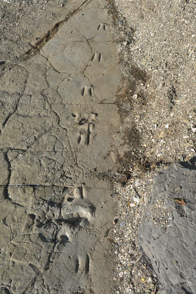 비토섬 랩터 공룡 발자국 화석.