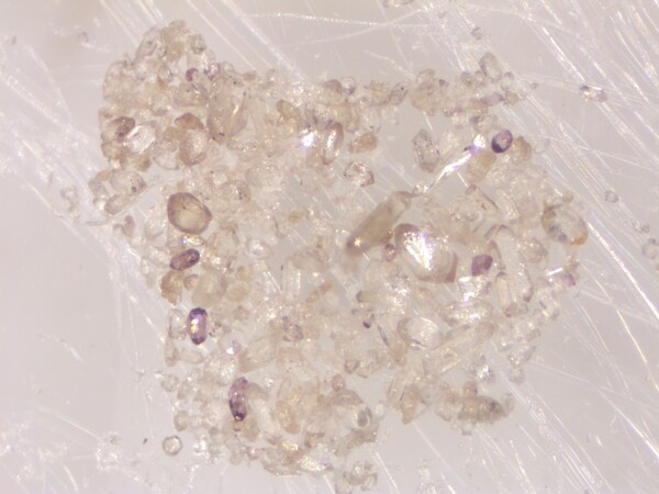 응회암층에서 분리한 저어콘 광물_ C1 저어콘 실체현미경
