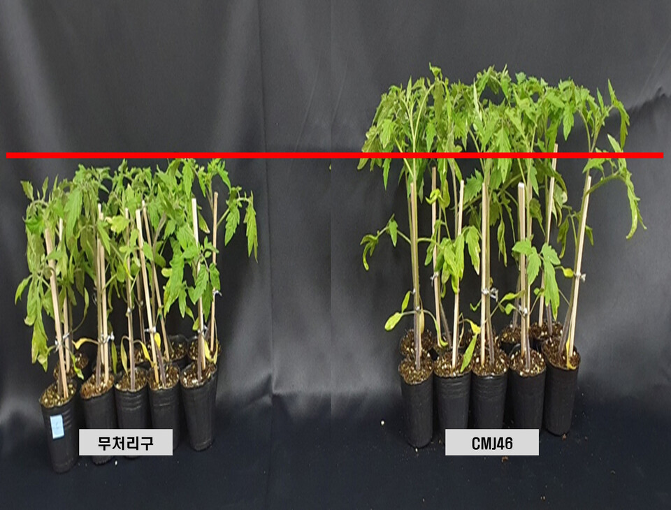 토마토 생육촉진 미생물 투입 비교 사진.