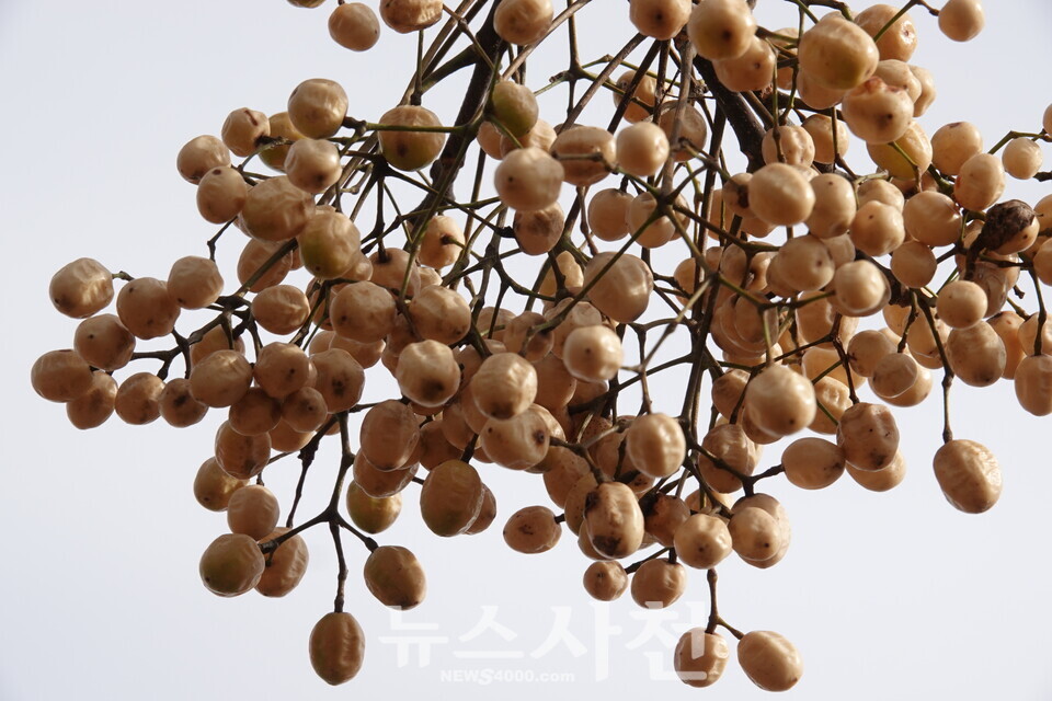 멀구슬나무 열매