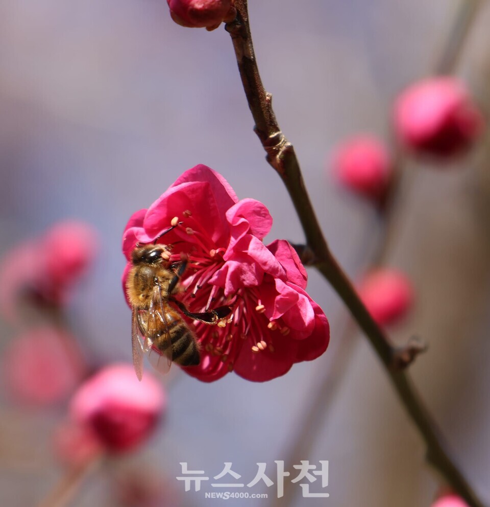 ‘봄의 전령’으로 불리는 매화가 사천 곳곳에서 꽃망울을 터트리고 있다. 사진은 활짝 핀 홍매화를 찾은 꿀벌. 