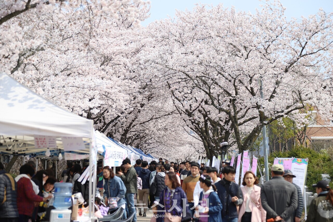 3월 30일과 31일 열리는 선진리성 벚꽃축제는 ‘선진성과 미래세대가 함께하는 행복도시 용현’이라는 주제로 펼쳐진다. 지난 행사 모습. 