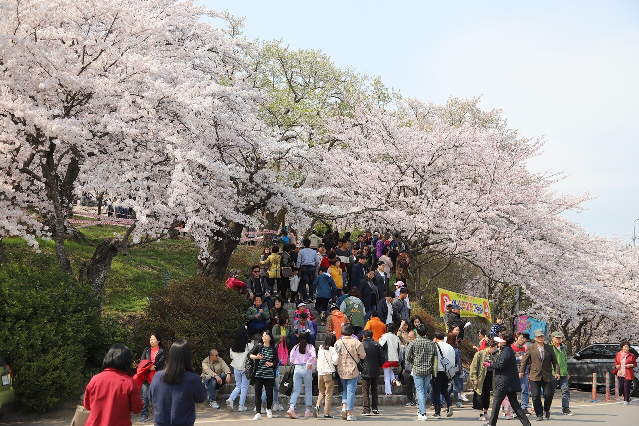 3월 30일과 31일 열리는 선진리성 벚꽃축제는 ‘선진성과 미래세대가 함께하는 행복도시 용현’이라는 주제로 펼쳐진다.